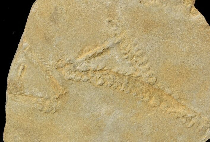 Cruziana (Fossil Trilobite Trackway) - Morocco #49194